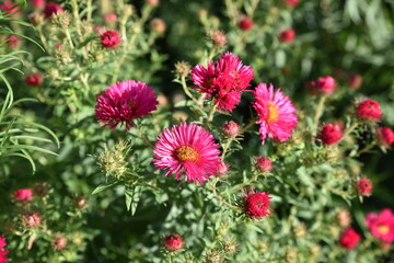 Aster rose eu automne au jardin