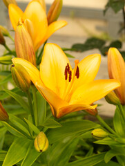 Fototapeta na wymiar The Lily yellow blossom in garden on background green sheet.