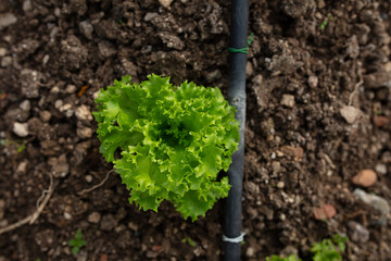 green lettuce field. organic farming. growing green vegetables.