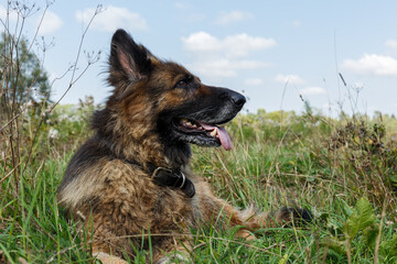 German shepherd dog lying in the grass in the meadow. Dog looking to the side.