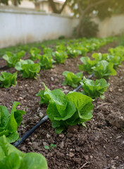 green lettuce field. organic farming. growing green vegetables.