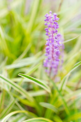 紫のラベンダー　冬