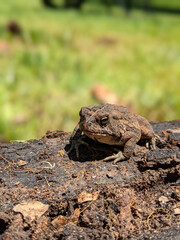 big ugly toady on ground close-up macro - obrazy, fototapety, plakaty