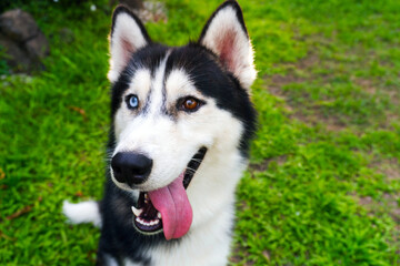 Siberian husky dog close up on the grass