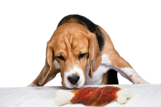 Funny Beagle Dog Looking At A Large Meat Bone On The Table 