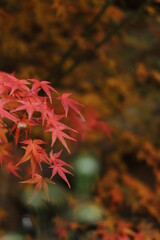 紅葉と日本の秋・秋イメージ写真