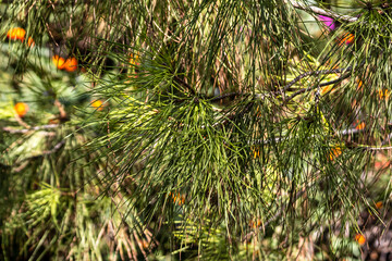 Green pine needles background  