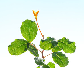 Locust tree growth