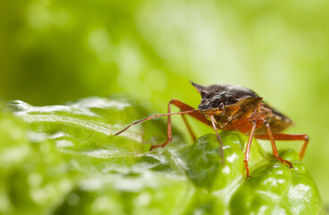 Red-legged shieldbug on leaf lettuce