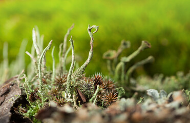 Lichen on mossy forest floor