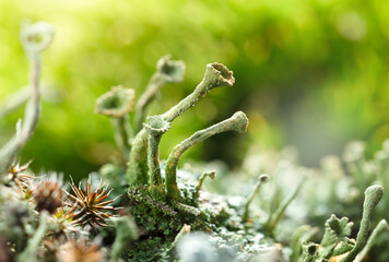 Cladonia lichen on forest floor