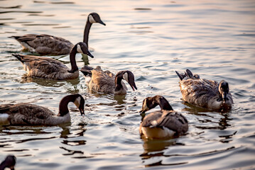 Canadian Geese Water Early Morning