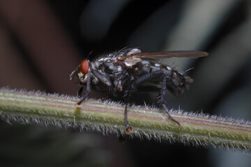 A green blowfly walks along a hairy plant stalk, Renishaw, North East Derbyshire