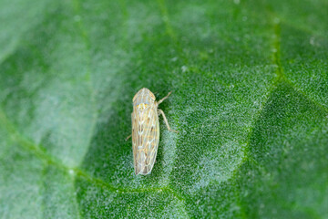 Leafhopper Psammotettix alienus on plant leaf.