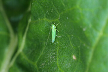 Potato leafhopper (Empoasca) belongs to family Cicadellidae. It is a pest of many types of Crops.