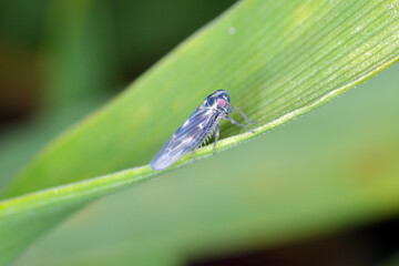 Leafhopper Macrosteles laevis on winter cereals. A dark color form that appears on cereals in autumn.