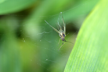 The English Grain Aphid (Sitobion avenae). An insect caught in a spider's web on a cereal crop.
