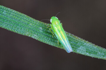 Potato leafhopper (Empoasca) belongs to family Cicadellidae. It is a pest of many types of Crops.