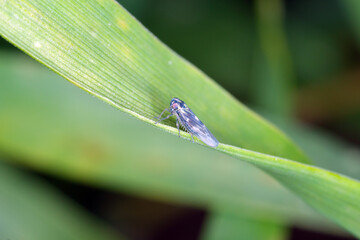 Leafhopper Macrosteles laevis on winter cereals. A dark color form that appears on cereals in autumn.