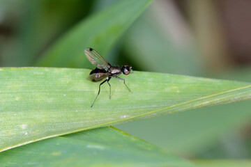 Fly Diptera on a cereals leaf.