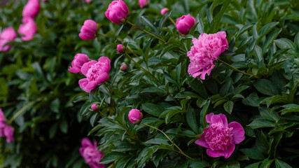 Beautiful pink flowers of peony in spring garden