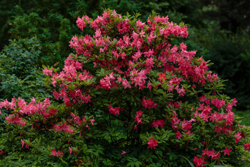Fototapeta na wymiar Rhododendron bush in bloom in spring garden. Blossom of beautiful rhododendron bush