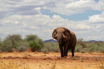 Front view of african elephant  in the grasslands of Etosha National Park, Namibia.