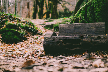 Fototapeta premium tree bench in the forest