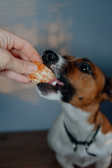 jack russell terrier