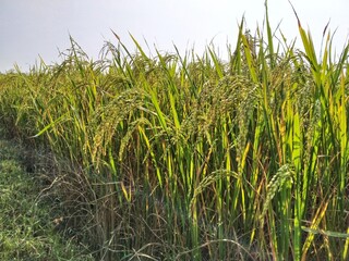 Matured rice plant in a farm