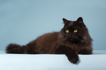 Black cat with long hair on a blue background