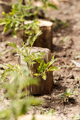 plant growing in soil