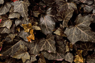 leaves on the ground