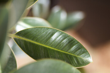 close up of leaf