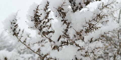 snow covered branches