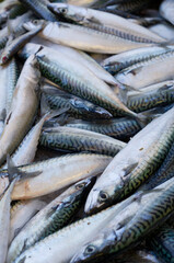 fresh fish on ice