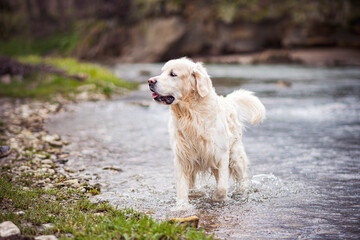 Large white dog standing in a river. Golden Retriever posing in the water. Fast mountain stream in Poland. Selective focus on the animal, blurred background.