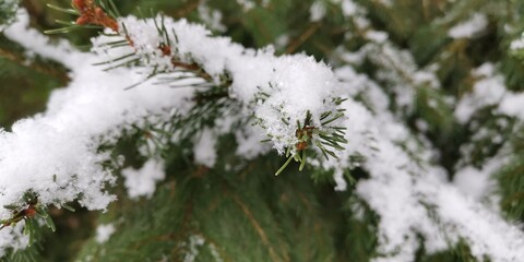 snow covered branches