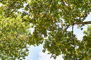 Fototapeta premium Beautiful tree outdoor image