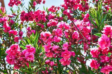 Beautiful oleander flowers image