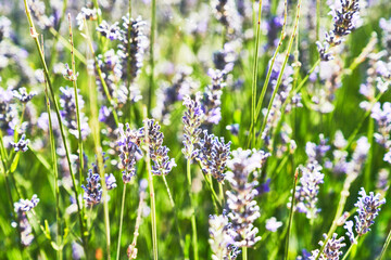 Beautiful lavender plant closeup image