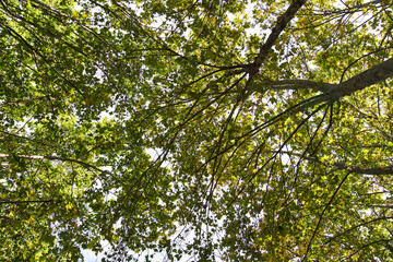 Beautiful tree outdoor image