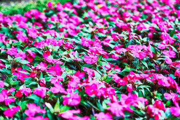 Beautiful petunias flowers image