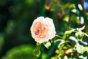 Beautiful rose outdoor image