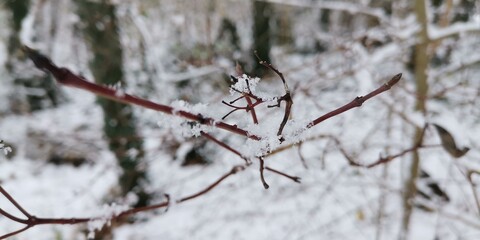 snow covered branches