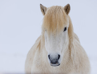 Icelandic horse portrait in winter
