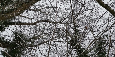 branches of a tree