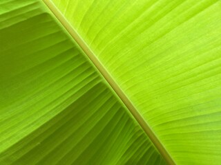 Full frame shot of green banana leaf.  Green leaf of banana.