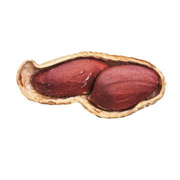  Middle peanut shell with peanuts isolated on a white background