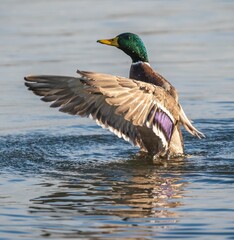 Duck happily flaps its wings in the water